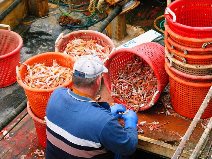 Sorting the catch of prawns.